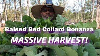 "Raised Bed Collard Bonanza! Massive Harvest!"