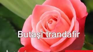 Butasi trandafiri - 5,95 lei