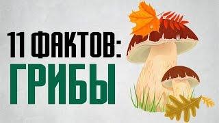 11 фактов о грибах и интересных свойствах грибов