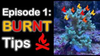 Coral Observation & Treatment Series: Episode 1 Burnt Tips