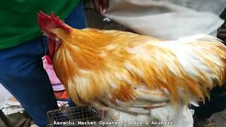 Biggest Rooster / Hen in Karachi Bird Market || Lalukhet Sunday Bird Market Karachi Pakistan