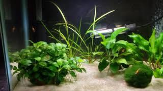 10 Gallon Low Tech Planted Shrimp Tank!!!