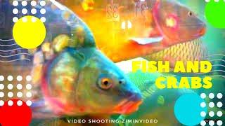 Fish and crabs Рыбы и раки 魚やカニを Fische und Krebse 鱼类和螃蟹 الأسماك والسرطانات मछली और ziminvideo