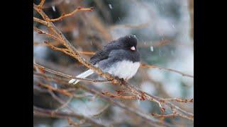 How Do Birds Stay Warm In The Winter?