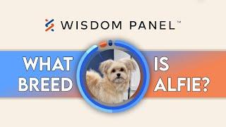 Getting my rescue dog's DNA tested! - Wisdom Panel DNA test results