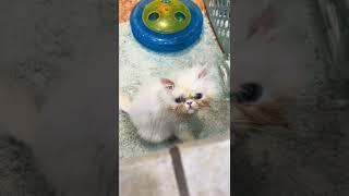 The crispy wispy  #fyp #foryou #foryoupage #rescue #rescuekitten #kitten