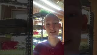Мини амарант дома, на продажу! Бизнес идея - микрозелень
