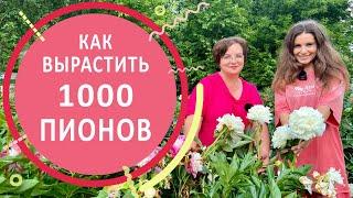 Пионы. Секреты выращивания и ухода от Любови Аристарховой в Пионовом раю.