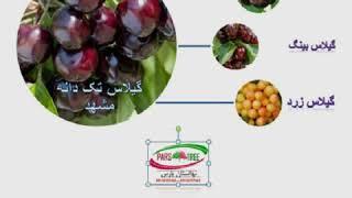 نهال گیلاس- نهالستان پارس -09152157465