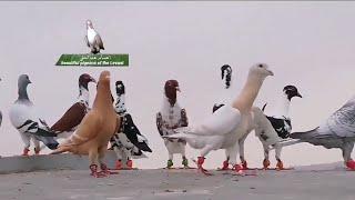 سهرة حمام صبابة عالاخر صلو على رسول الله   Birds   pigeons