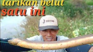 Tarikan belut super dahsyat