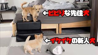 イケイケな新人犬（政宗）にビビりまくる先住犬（殿さん）笑