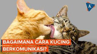 Jarang Diketahui, Ini Cara Kucing Berkomunikasi Satu Sama Lain