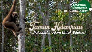 Kawasan Konservasi Flora dan Fauna Taman Kelempiau | Amazing Kalimantan Barat