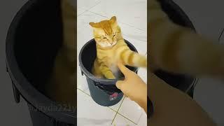 #funny #mycatchannel #cat  #catchannel #yourcat #pets #catschannel #shortvideo #yourpet