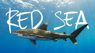 "Jaws in the Brain" - Red Sea, Egypt // Life, Uncharted Ch. 02 [Documentary]