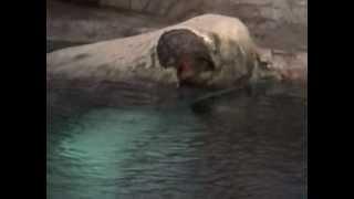 Wild Arctic Walk-Through: SeaWorld Orlando 2003 - A Journey to the Frozen North!