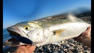 KN FISHING STORES: SPINNING FOR BLUEFISH AT CYPRUS