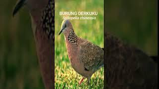 Burung Derkuku  #kicaumania #burung #burungjuara  #hobikicau #kicaumanianusantara #mariberkicau