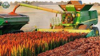 20.9 Billion Pounds Of Grain Sorghum Harvested By American Farmers This Way | Agriculture Technology