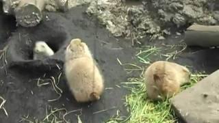 プレーリードッグ　上野動物園