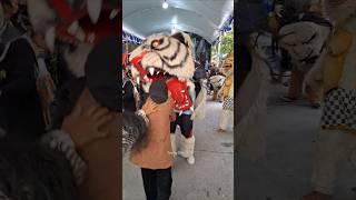 Ada Ukhti Dimakan Barongan Macan Putih