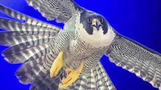 The Peregrine Fund World Center for Birds of Prey in Boise Idaho