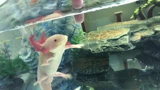 Axolotl Attack