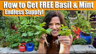 How to Get FREE Basil and Mint Plants for an Endless Supply 