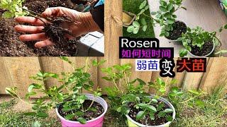 月季Rosen幼苗/扦插苗/牙签苗扶壮方法/如何在短时间里变成大苗/我的种植方法与你分享/26.05.2023