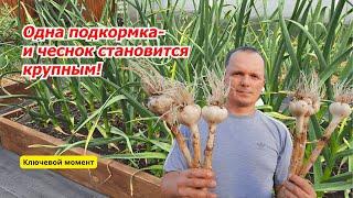 Финальная  подкормка чеснока- делаем его крупным и лёжким!!