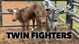 Twin Fighting Bulls And a Big Wreck - Behind the chutes #47