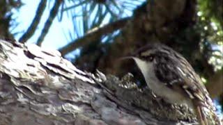 Short-toed Treecreeper (Certhia brachydactyla dorotheae)