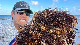 IS SARGASSUM SEAWEED DESTROYING SOUTH FLORIDA BEACHES? IT SURE MAKE FISHING DIFFICULT!