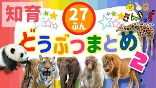 【子供向け 動物 知育アニメ】動物園のどうぶつたちの知育動画まとめpart2【27分連続再生】ぞうさん パンダ キリン ライオン 人気の動物が大集合！ 赤ちゃん 幼児が喜ぶアニメ