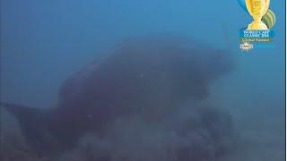 Giant 23kg carp takes a boilie in front of the camera at lake Bolsena