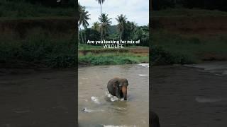 Are you looking for a mix of wildlife, beaches, nature & culture? Visit Sri Lanka! #srilanka