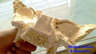 sphenoid bone anatomy