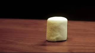 Marshmallow Test | Videos with Moral Lessons