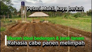 Hasil panen cabe melimpah, petani kaya berkah !!