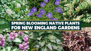 7 Spring Blooming Native Plants for New England Gardens 