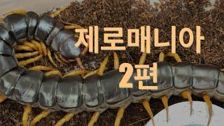 애완용 지네를 분양하는 희귀동물 분양샵 제로매니아 #centipede #scolopendra #지네 #희귀동물 #절지동물