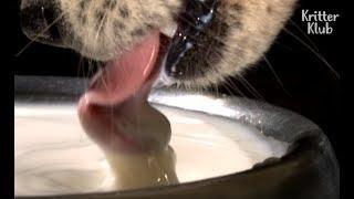 Animals' Fascinating Way Of Drinking Water | Kritter Klub