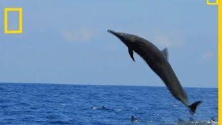 Le dauphin du Costa-Rica est un acrobate