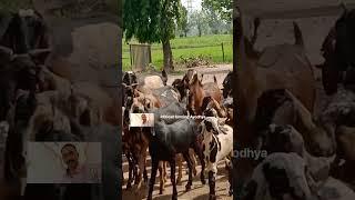 R.K GOAT  FARMING AYODHYA //Desi goat's #bakri #goat #goatfarming #RKgoatfarming