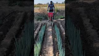 Machine for sowing onion in the field#khedut #machine #pyaj #shorts #trend