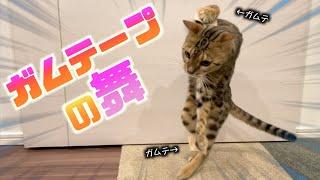 前足にガムテープが付いて踊り狂う猫