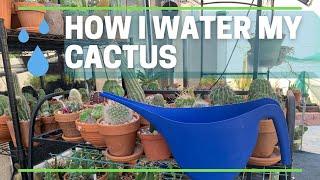 How To Water #Cactus Plants | #Cactuscare