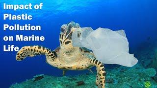 Impact of Plastic Pollution on Marine Life || Plastic Waste in Ocean || Effect of Plastic Pollution