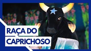 CONHEÇA A RAÇA DO BOI CAPRICHOSO: GUZERÁ